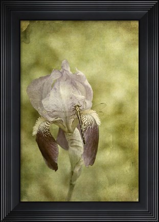 Framed Vintage Iris And Dragonfly Print