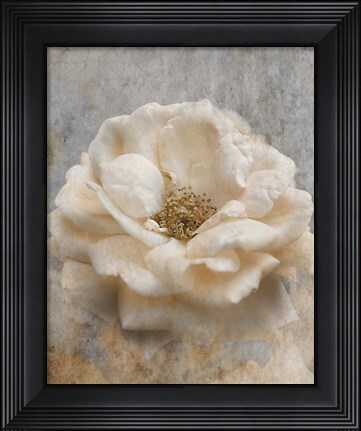 Framed Vintage Rose 1 Print