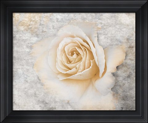 Framed Vintage Rose 2 Print