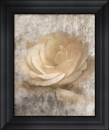 Framed Vintage Rose 3 Print
