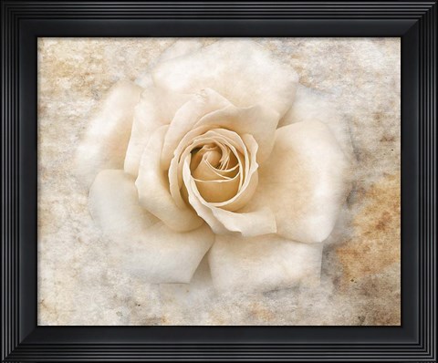 Framed Vintage Rose 5 Print