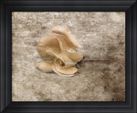 Framed Vintage Rose 6 Print