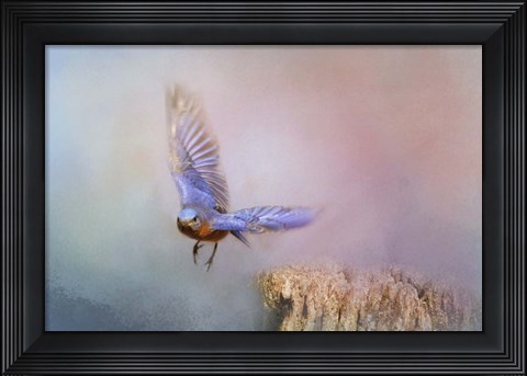 Framed Bluebird Escape Print