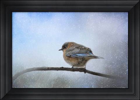 Framed Bluebird In The Snow Print