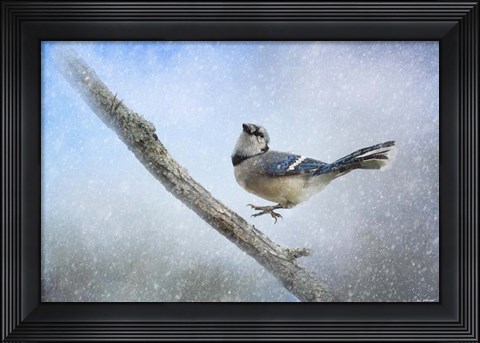 Framed Bluejay In The Snow Print
