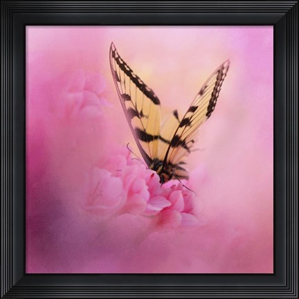 Framed Butterfly On The Azaleas Print