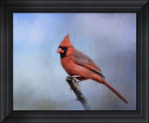 Framed Cardinal At First Frost Print