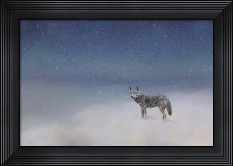 Framed Coyote In Winter Print
