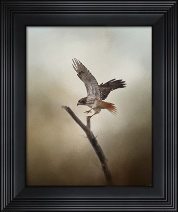 Framed Dance Of The Redtail Print