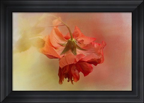 Framed Falling Blossom Print