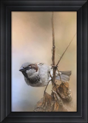 Framed Hanging On Sparrow Print