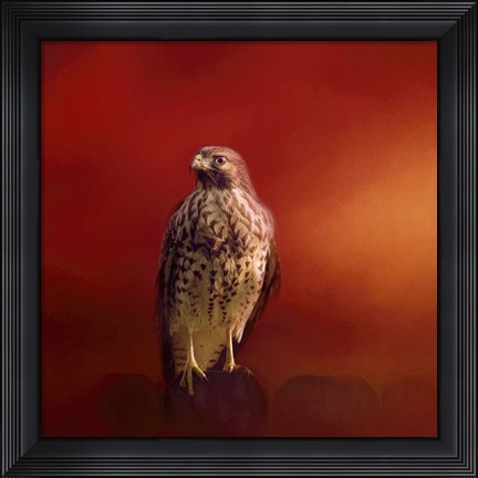 Framed Hawk On A Hot Day Print