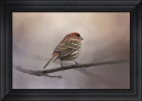 Framed House Finch In January Print