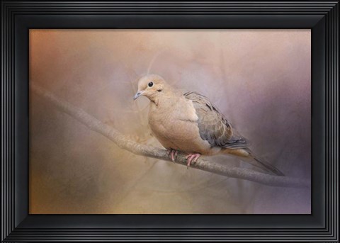 Framed Mourning Dove On A Winter Evening Print