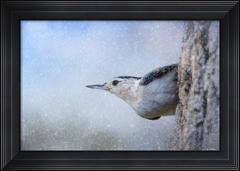 Framed Nuthatch In The Snow Print
