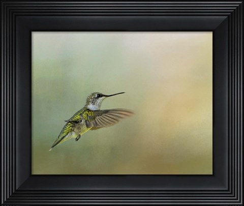 Framed Peaceful Day With A Hummingbird Print