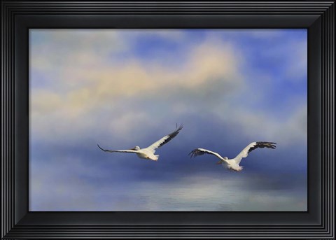 Framed Pelicans At Sea Print