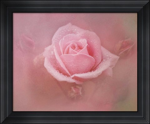 Framed Pink Rose After The Storm Print