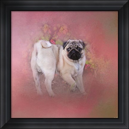 Framed Pug In The Garden Print
