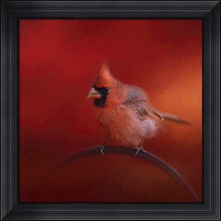 Framed Radiant Redbird Print