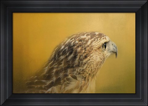 Framed Red Tailed Hawk At Sunset Print