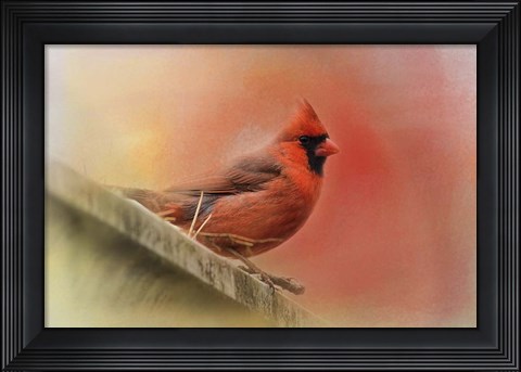 Framed Rooftop Visitor Cardinal Print