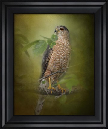 Framed Sharp Shinned Hawk Print