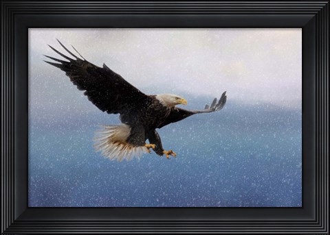 Framed Snowy Flight Bald Eagle Print
