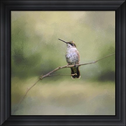 Framed Tiny Visitor Hummingbird Print