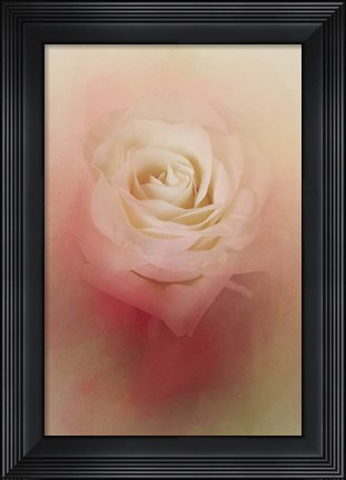 Framed Valentine Rose Print