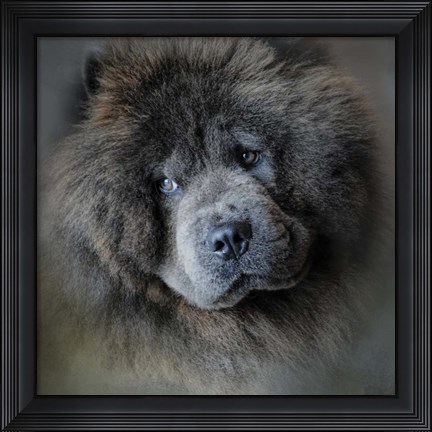 Framed Watching Master Blue Chow Chow Print