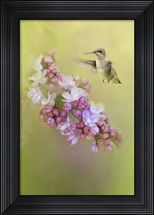 Framed Chasing Lilacs Print