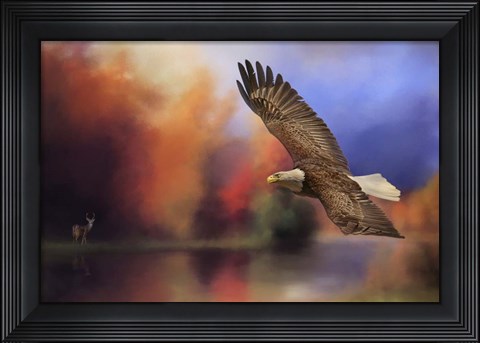 Framed Fall Flight Bald Eagle Print