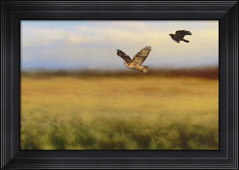 Framed Hawk On The Run Print