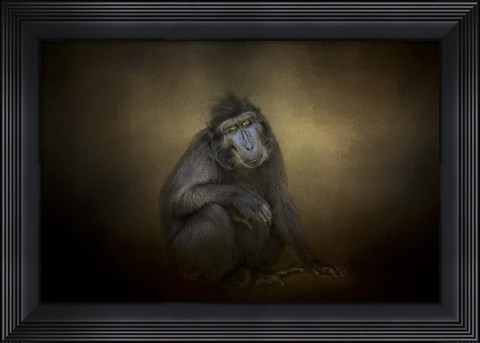 Framed Portrait Of A Savannah Baboon Print