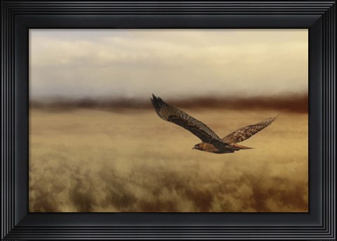 Framed Redtail In The Field Print