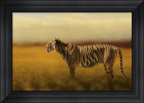 Framed Tiger In The Golden Field Print