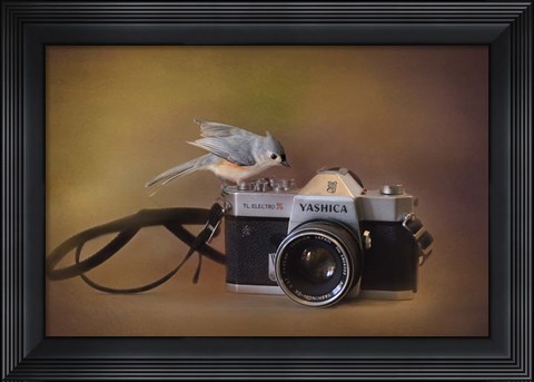 Framed Feathered Photographer Print