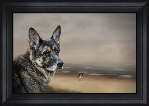 Framed German Shepherd Dreaming Of The Beach Print
