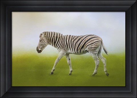 Framed Journey Of The Zebra Print