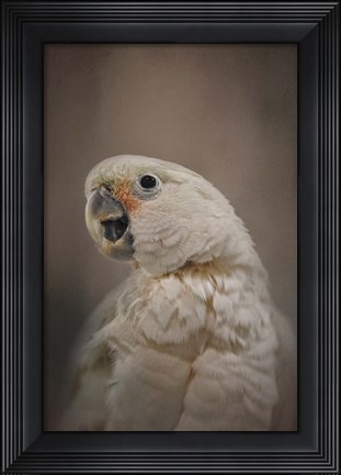 Framed Lots To Say Cockatoo Print