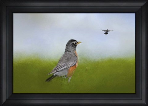 Framed Robin In The Field Print