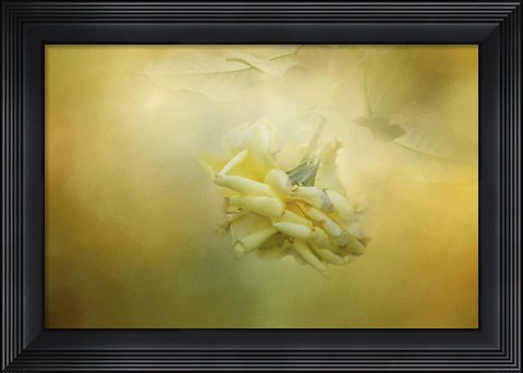 Framed Last Yellow Rose Print