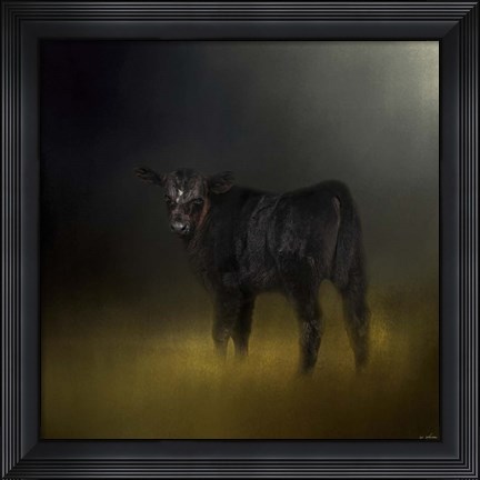 Framed Black Angus Calf In The Moonlight Print