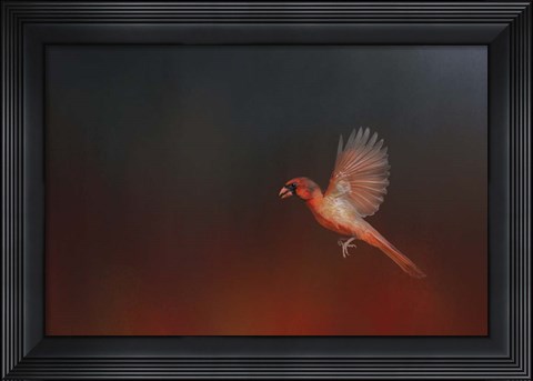 Framed I Wish I Could Fly - Cardinal 1 Print