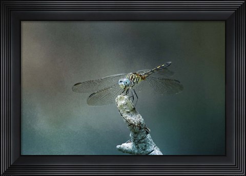 Framed Perched Dragonfly Print