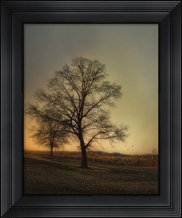 Framed Sunset At The Cotton Field Print