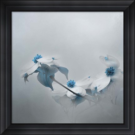 Framed Blue Dogwood Print
