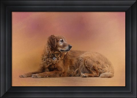 Framed Golden Retriever In The Setting Sun Print