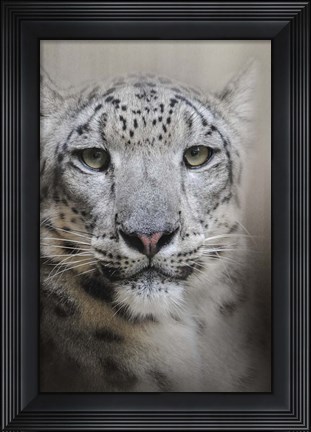 Framed Stare Of The Snow Leopard Print